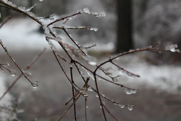 Nieve Las Ramas Cubiertas —  Fotos de Stock