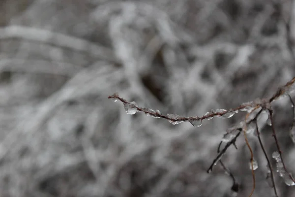 Nieve Las Ramas Cubiertas —  Fotos de Stock