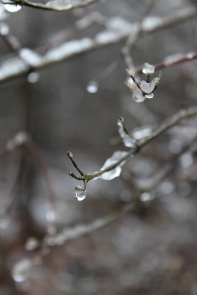 Nieve Las Ramas Cubiertas —  Fotos de Stock