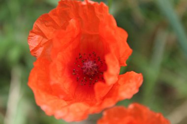 Kırmızı gelincik tarlada