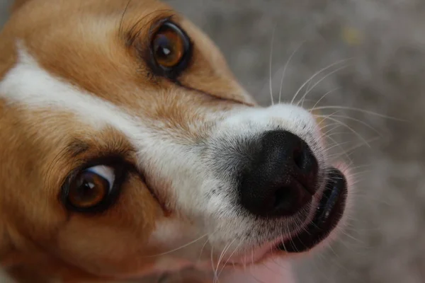 Portrait Von Jack Russell Terrier — Stockfoto