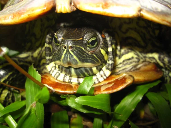 Крупный План Головы Trachemys Scripta Elegans Скрытый Внутри Карапаса Маленькая — стоковое фото