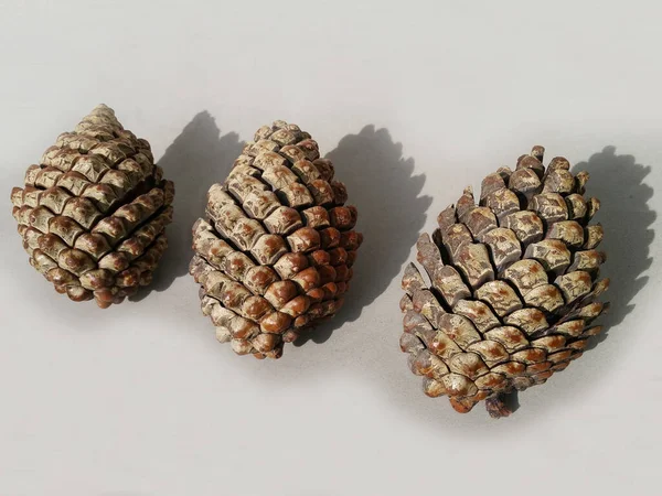 Three  Megasporangiate strobili cones of different shapes and sizes
