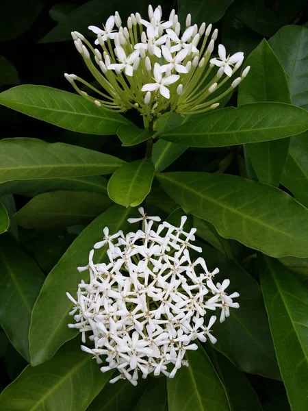 Grappes Fleurs Bourgeons Parfumés Ixora Finlaysoniana — Photo