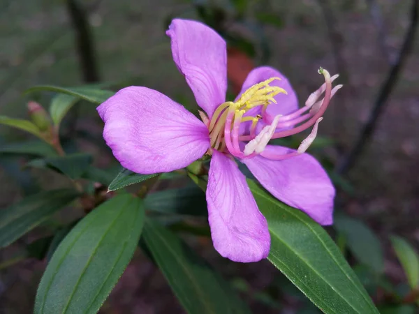 Melastoma Malabathricum Bloem Toont Zijn Stigma Helmknoppen — Stockfoto