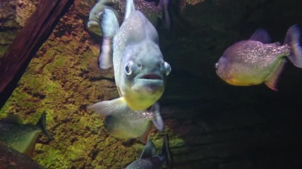 Roodbaarzen Pygocentrus Nattereri Zijn Zoetwatervissen — Stockvideo
