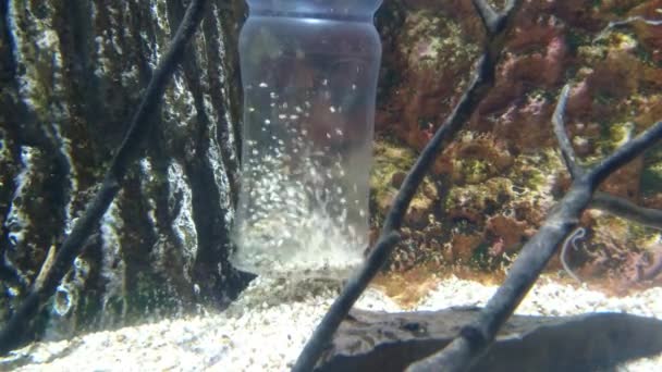 Het Grind Uit Een Aquarium Zuigen Vacuüm Wordt Gewonnen Uit — Stockvideo