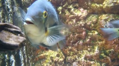 Uaru ya da çikolatalı cichlid (Uaru amphiacanthoides) yemek tabağı şeklinde bir gövdeye sahiptir. Arkasında güzel kayalık bir duvar var.. 
