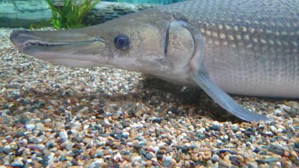 Alligator Gar Atractosteus Spatula Ruht Auf Dem Kiesbett — Stockvideo