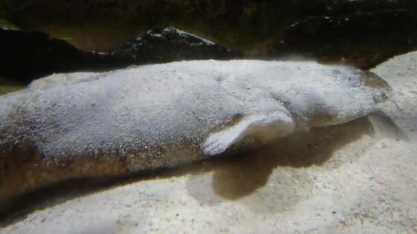 253 Pac Videos, Royalty-free Stock Pac Footage | Depositphotos