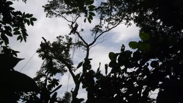 Bir Ağaç Ustası Yerden Uzun Bir Budama Makinesini Kaldırmak Için — Stok video