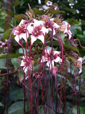Örümcek Saçları (Strophanthus preussii), yeşil bir liana türüdür..