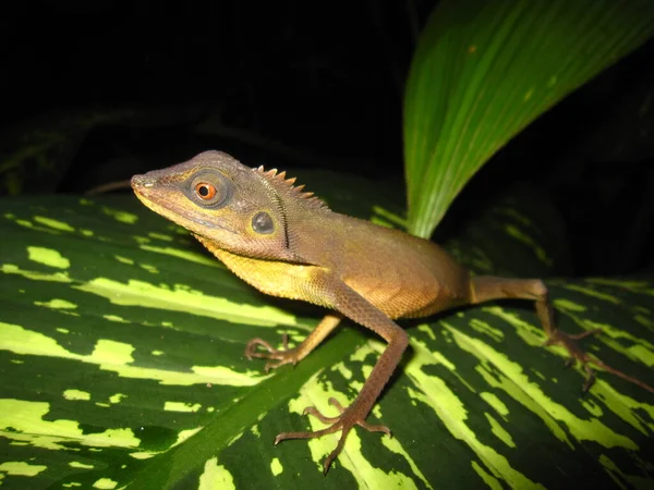 Cuerpo Bronchocela Cristatella Cambia Verde Marrón Oscuro Está Pie Sobre —  Fotos de Stock