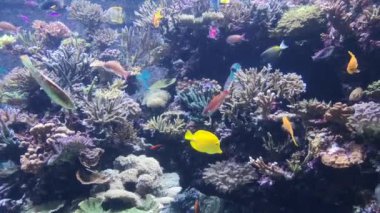 Renkli mercan resif balıkları ve deniz mercanlarının etrafında yüzen sarı tang balıkları.