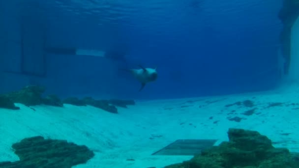 Sentosa December 2020 Singapore Underwater World Besøgende Kunne Bred Vifte – Stock-video