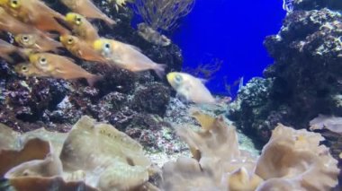 Sarı başlı ve büyük gözlü soluk turuncu balıklar flütlü dev istiridyelerin üzerinde kümeler halinde yüzerler..