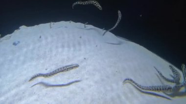 Heteroconger hassi, Bahçe Yılanbalıkları olarak bilinir, çok ilginç ve suda garip görünümlü balıklardır. Kumlu dipteki deliklerinde yaşıyorlar ve su akıntısı olan bu bölgeye yerleşiyorlar. Diğer büyük yılan balığı türü kum yatağının üzerinde yüzüyor..