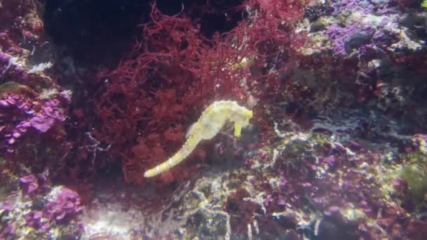 Lichtgeel Gevoerde Zeepaardje Hippocampus Erectus Een Unieke Vis Met Een — Stockvideo