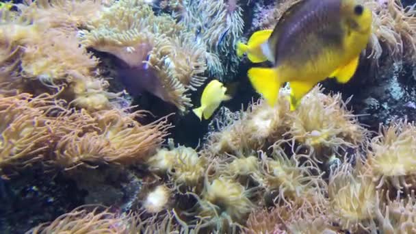 Clownfische Gelbe Schlangenfische Und Weißgestreifte Skalare Schwimmen Zwischen Den Seeanemonen — Stockvideo