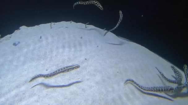 Heteroconger Hassi Bekend Als Tuin Paling Zijn Zeer Interessant Vreemd — Stockvideo