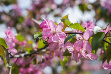 Bahar bahçesinde çiçek açan elma ağacı.