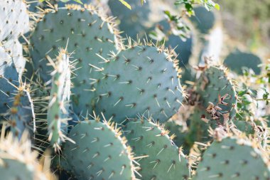 Hırvatistan 'ın Zadar kentinde yeşil dikenli kaktüs Opuntia ficus-indica