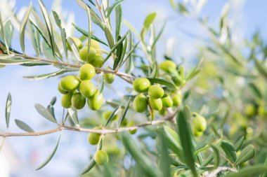 Güneşli Hırvatistan 'da yeşil zeytin yapraklı ağaçlarda yetişiyor
