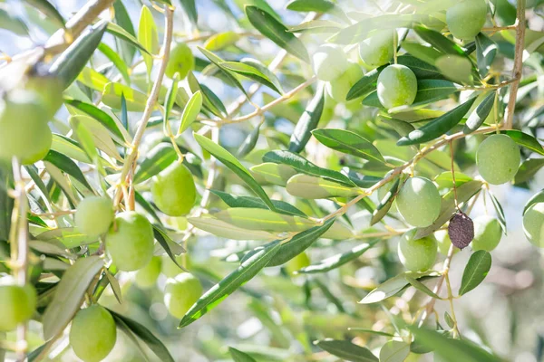 Güneşli Hırvatistan 'da yeşil zeytin yapraklı ağaçlarda yetişiyor