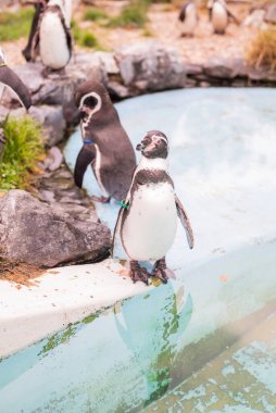 Suyun yanında sevimli penguenler