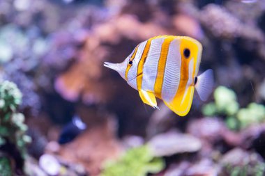 Cute exotic fish Chelmon rostratus yellow inhabitant of the sea and corals in marine fauna