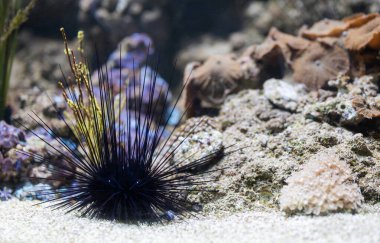 A cute sea urchin with large needles, an inhabitant of the sea with corals on the bottom