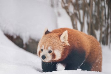 Kar altında tatlı hayvanlarla, kırmızı bir pandayla kış manzarası.