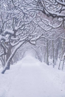 Gdansk 'taki Oliwa Park' ın kış manzarası Aralık ayında karla kaplanmış ağaç dalları.