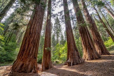 Önünde büyük bir ağaç olan bir orman ve arkasında başka ağaçlar. Ağaçlar uzundur ve kırmızımsı kahverengi bir renge sahiptir.