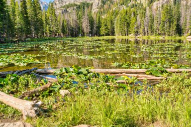 Arka planda bir sürü nilüfer yaprağı ve ağaç olan bir göl. Su sakin ve nilüferler havada süzülüyor.
