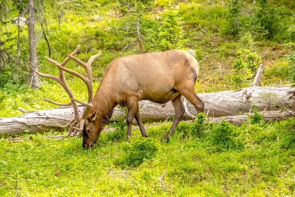 Büyük kahverengi bir geyik yemyeşil bir alanda çimlerin üzerinde otluyor. Doğayla uyum ve sükunet kavramı. Geyikler açık alanda yemeğin tadını çıkarırken.