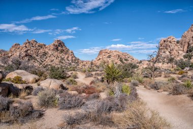 Birkaç ağaç ve kayanın olduğu bir çöl manzarası. Gökyüzü mavi ve bazı bulutlar var.