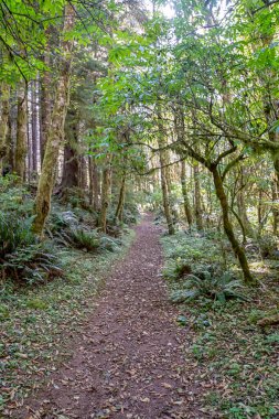 Ağaçlar ve yosunlarla dolu bir ormanda bir patika. Yol yapraklar ve dallarla kaplı.