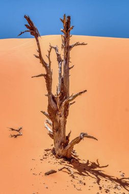 Çölde bir ağaç, bir sürü ölü dalla duruyor. Ağaç çıplak ve yaprakları yok. Çöl kuru ve çorak, yaşam belirtisi yok. Yalnızlık ve yalnızlık kavramı