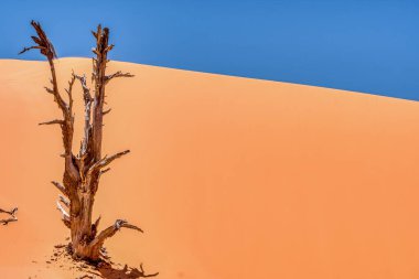 Kumsalda bir ağaç kütüğü var. Kum turuncu ve gökyüzü mavi.