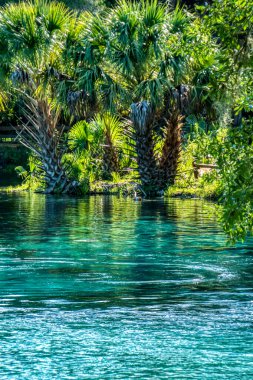 Arka planda palmiye ağaçları olan bir su kütlesi. Su berrak ve sakin. Palmiye ağaçları uzun ve yeşildir.