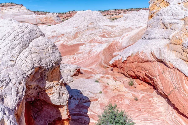 Ortasında ağaç olan kayalık bir kanyon. Kanyon kayalarla dolu ve sahnedeki tek yeşil şey ağaç.