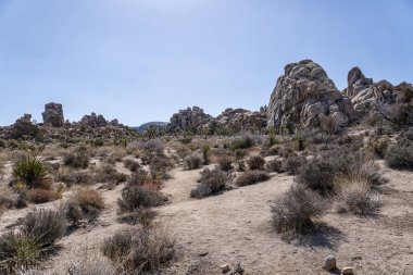 Birkaç çalı ve kayanın olduğu bir çöl manzarası. Gökyüzü açık ve güneş parlıyor.