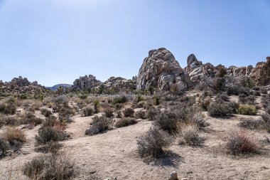 Birkaç çalı ve kayanın olduğu bir çöl manzarası. Gökyüzü açık ve güneş parlıyor.