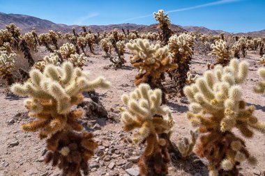 Bir sürü kaktüsü ve mavi gökyüzü olan bir çöl manzarası. Kaktüsler kahverengi ve sarı, gökyüzü açık ve parlak.