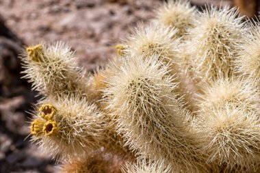 Dikenli ve sarı çiçekli bir kaktüs. Kaktüs kayalık bir bölgede. Kaktüs kuru ve kahverengi.