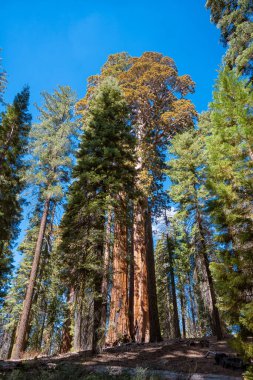 Arka planda başka ağaçlar olan bir ormanda büyük bir ağaç duruyor. Gökyüzü açık ve mavidir, ve güneş parlıyor. Ağaçlar sükunet hissi verdiği için manzara huzurlu ve huzurlu.