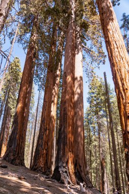 Ortasında büyük bir ağaç olan bir orman. Ağaç diğer ağaçlarla çevrili ve çok fazla yaprağı var.
