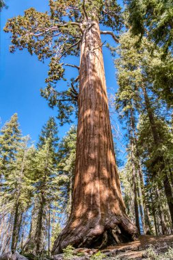 Bagajında delik olan büyük bir ağaç. Ağaç birçok başka ağaçlarla çevrilidir. Gökyüzü açık ve mavi