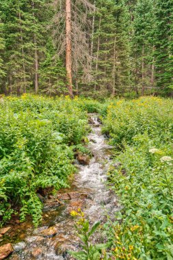 Bir su akıntısı yemyeşil bir ormanın içinden akar. Su kristal kadar berrak ve çevreleyen bitki örtüsü canlı ve hayat dolu. Huzurlu ve huzurlu bir sahne.
